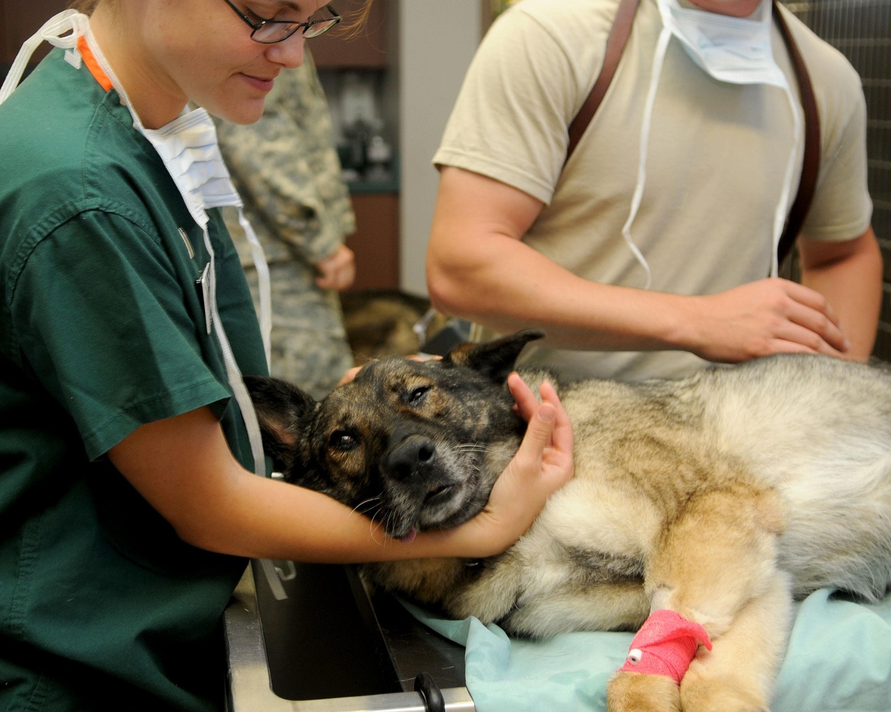 veterinary, clinic, veterinarian, dog, pet, patient, animal, canine, comforting, care, nature, medicine, medical, brown dog, brown animals, brown medical, brown medicine, brown care