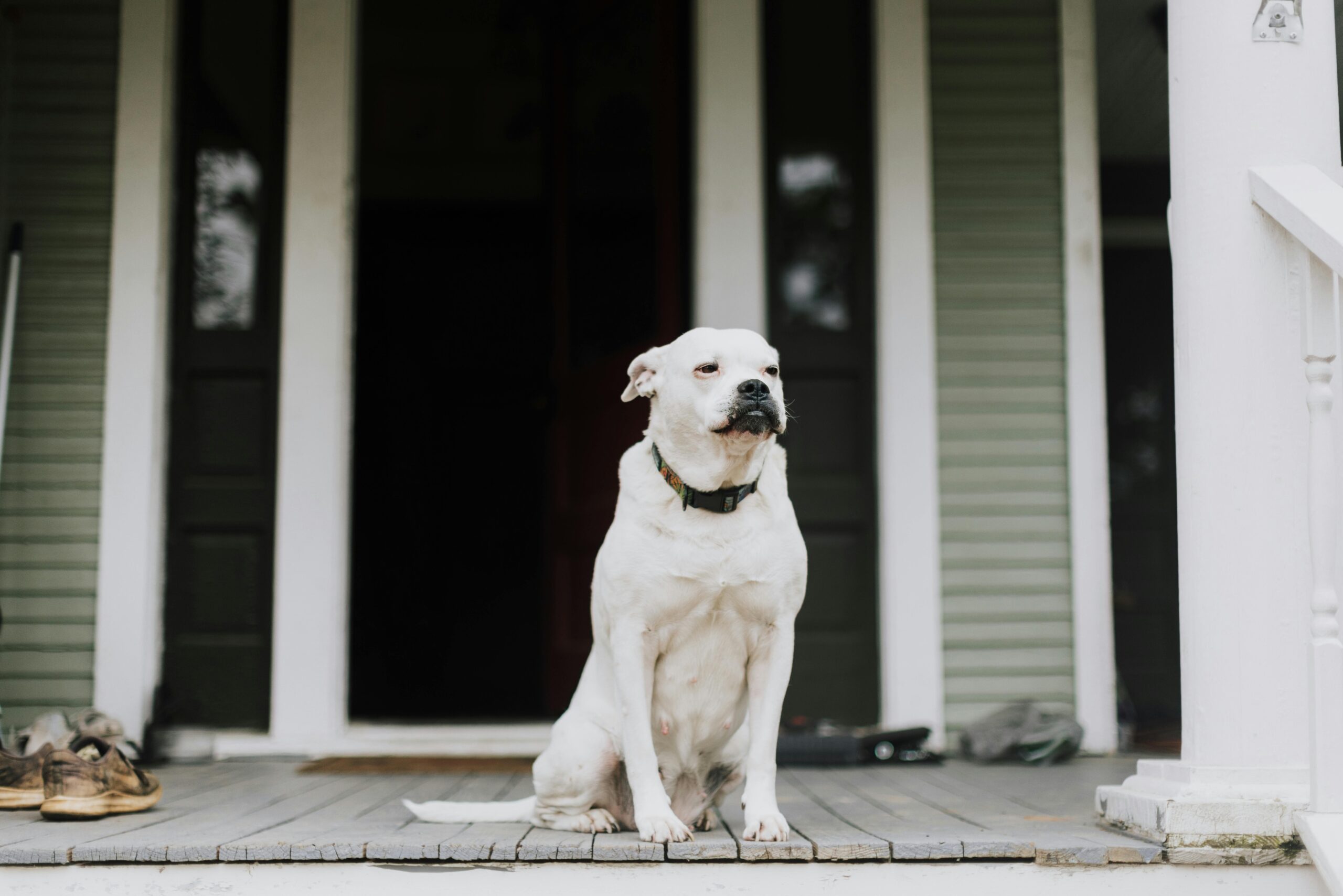 Serene white dog sitting on a wooden porch of a house, showing a calm demeanor.