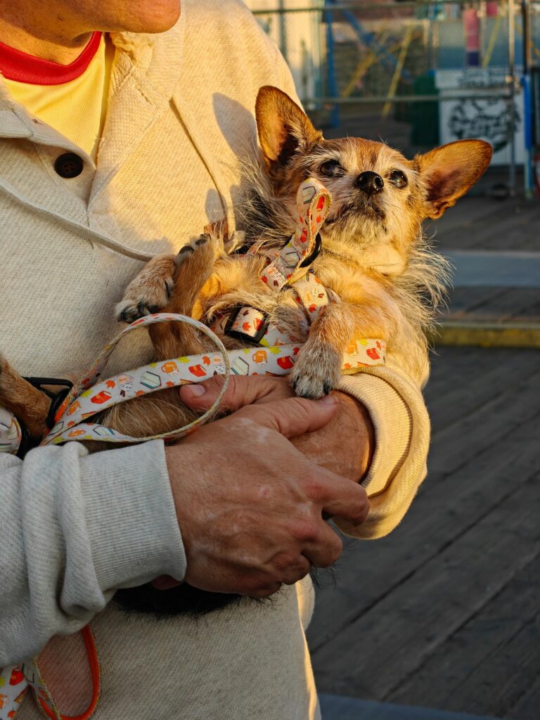 A man gently cradles a chihuahua in his arms on the Santa Monica Pier, capturing a tender moment.