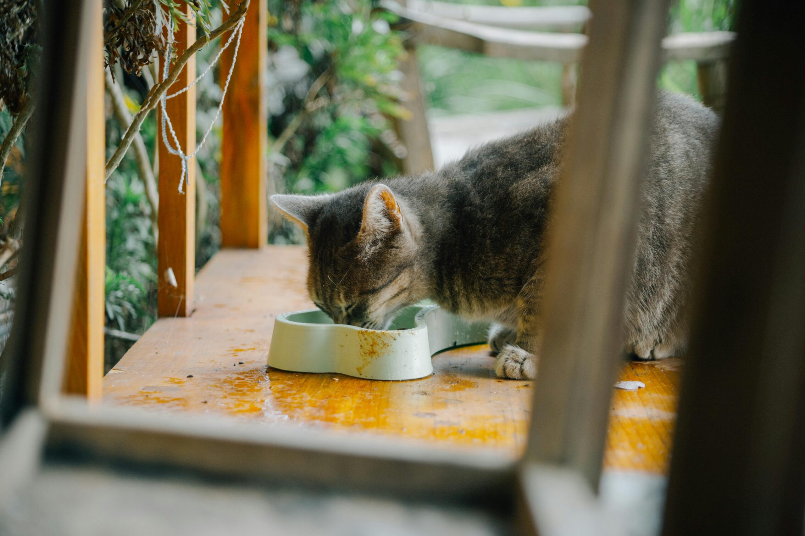 A gray tabby cat enjoys a meal from a bowl outdoors on a wooden table.